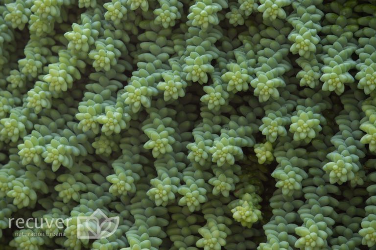 Ejemplo de “alfombra” de Sedum morganianum en un Muro Verde.