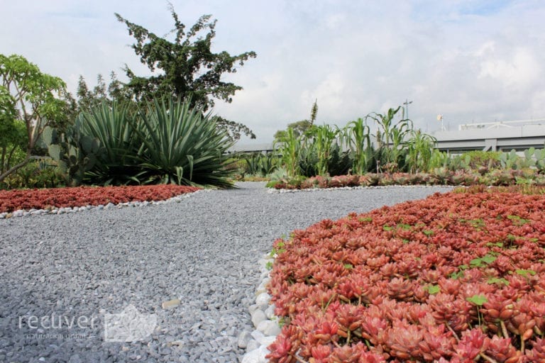 Azotea Verde extensiva en el Colegio Americano
<i>(The American School Foundation).</i>