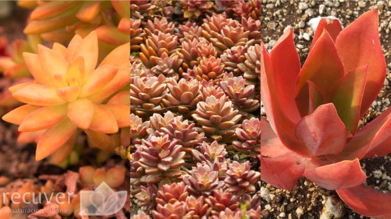 Sedum nussbaumerianum naranja, Graptosedum vera Higgins
 y Echeveria dactylifera, tres especies de