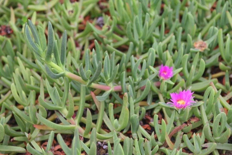 Carpobrotus edulis, mejor conocida en México como “dedo moro”, 
es una planta exótica invasora de a