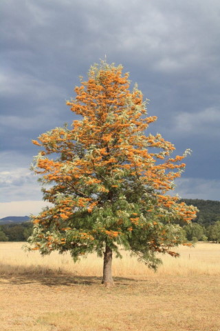 Especimen de roble sedoso 
o Grevillea robusta.